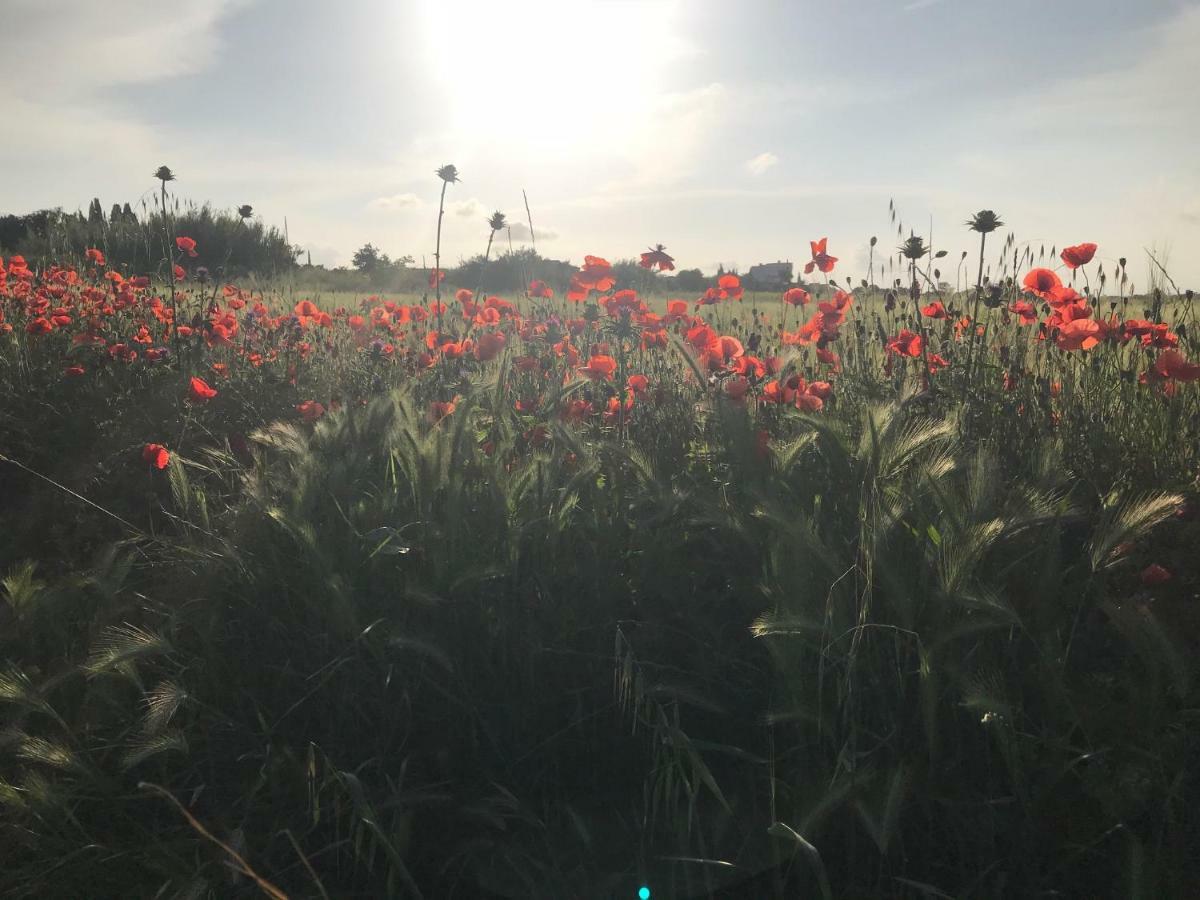 הוילה מרסיאן La Jolie Vigneronne מראה חיצוני תמונה
